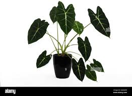 Attēlu rezultāti vaicājumam “Araceae”