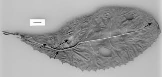 Attēlu rezultāti vaicājumam “Cirsium oleraceum leaf”