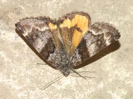 Attēlu rezultāti vaicājumam “Boudinotiana notha”