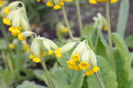 Attēlu rezultāti vaicājumam “Primula veris var. rubra”