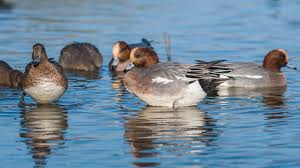 Attēlu rezultāti vaicājumam “Anas penelope”