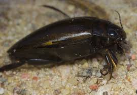 Attēlu rezultāti vaicājumam “Colymbetes paykulli”