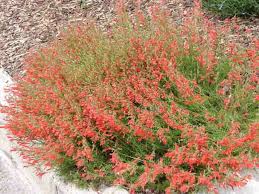 Image result for Penstemon