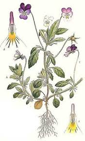 Attēlu rezultāti vaicājumam “Viola tricolor leaf”