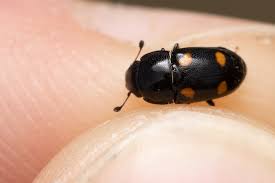 Attēlu rezultāti vaicājumam “Glischrochilus hortensis”