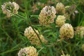 Attēlu rezultāti vaicājumam “Medicago sativa subsp. sativa”