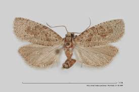 Attēlu rezultāti vaicājumam “Epiblema grandaevana”