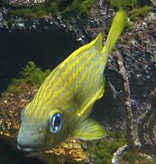 Image result for Haemulon flavolineatum