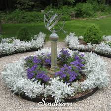 Image result for Cineraria maritima