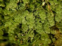 Attēlu rezultāti vaicājumam “Lejeunea cavifolia”