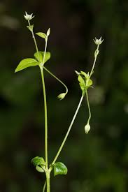Attēlu rezultāti vaicājumam “Moehringia trinervia”