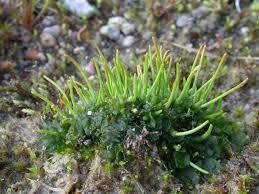 Attēlu rezultāti vaicājumam “Anthocerotopsida”