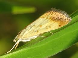 Attēlu rezultāti vaicājumam “Evergestis extimalis”