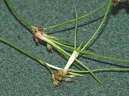 Attēlu rezultāti vaicājumam “Juncus bulbosus”