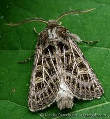 Attēlu rezultāti vaicājumam “Tholera decimalis”