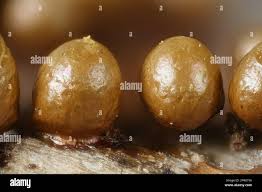 Attēlu rezultāti vaicājumam “Hemitrichia leiotricha macro”