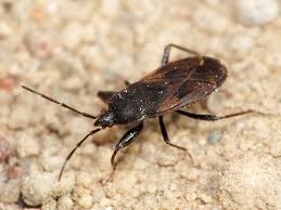 Attēlu rezultāti vaicājumam “Eremocoris plebejus”