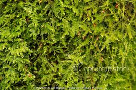 Attēlu rezultāti vaicājumam “Cirriphyllum piliferum”