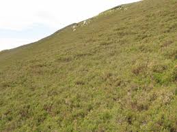 Attēlu rezultāti vaicājumam “Hypnum jutlandicum”