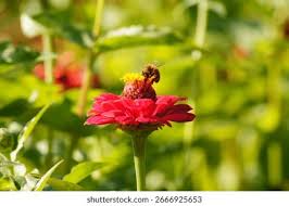 Attēlu rezultāti vaicājumam “Juglans mandshurica male flower”