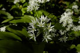 Attēlu rezultāti vaicājumam “Allium ursinum leaf”