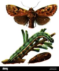 Attēlu rezultāti vaicājumam “Panolis flammea”