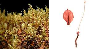 Attēlu rezultāti vaicājumam “Cinclidium stygium”