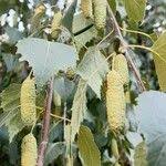 Attēlu rezultāti vaicājumam “Betula pubescens flower”