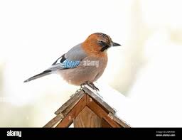 Attēlu rezultāti vaicājumam “Garrulus glandarius adult”