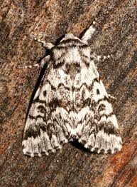 Attēlu rezultāti vaicājumam “Moma alpium”