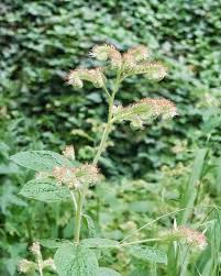 Attēlu rezultāti vaicājumam “Hydrophyllaceae”