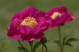 Attēlu rezultāti vaicājumam “Paeonia lactiflora flower”