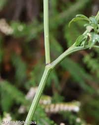Attēlu rezultāti vaicājumam “Peucedanum palustre leaf”