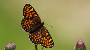 Attēlu rezultāti vaicājumam “Mellicta athalia”