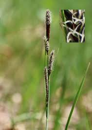 Attēlu rezultāti vaicājumam “Carex hartmanii”