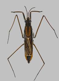 Attēlu rezultāti vaicājumam “Gerridae”