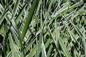 Attēlu rezultāti vaicājumam “Phalaroides arundinacea fruit”