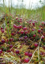 Attēlu rezultāti vaicājumam “Oxycoccus palustris fruit”