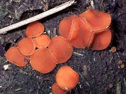 Attēlu rezultāti vaicājumam “Cheilymenia stercorea”