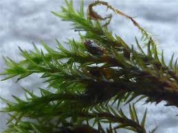 Attēlu rezultāti vaicājumam “Orthotrichum diaphanum”