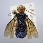 Attēlu rezultāti vaicājumam “Pamphiliidae”