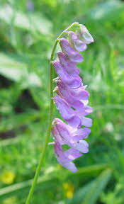 Attēlu rezultāti vaicājumam “Vicia cracca”