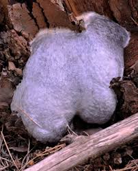 Attēlu rezultāti vaicājumam “Reticularia jurana”