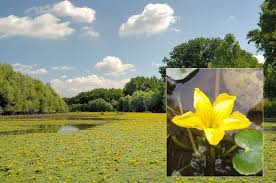 Image result for Seekanne