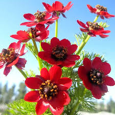 Image result for Adonis aestivalis