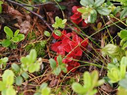 Attēlu rezultāti vaicājumam “Exobasidium splendidum”