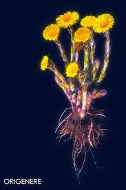 Attēlu rezultāti vaicājumam “Tussilago farfara flower”