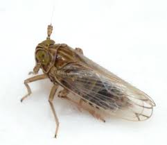 Attēlu rezultāti vaicājumam “Javesella pellucida”