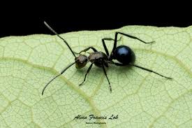 Attēlu rezultāti vaicājumam “Anthrenus sp. imago”