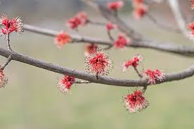 Attēlu rezultāti vaicājumam “Acer rufinerve flower”